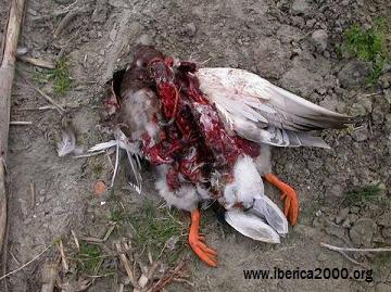 -Aves muertas por las aspas asesinas