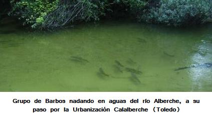 -Barbos en el río alberche a su paso por Calalberche (Zona de 