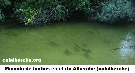 Barbos en el río Alberche (Calalberche.org)