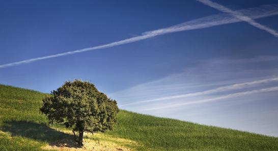 -Las encinas son atacadas por chemtrails??