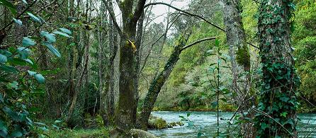 Protegamos los bosques de Espaa