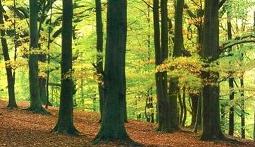 -Los bosques españoles son un patrimonio muy valioso
