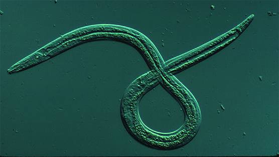 -Nematodo de la madera del pino