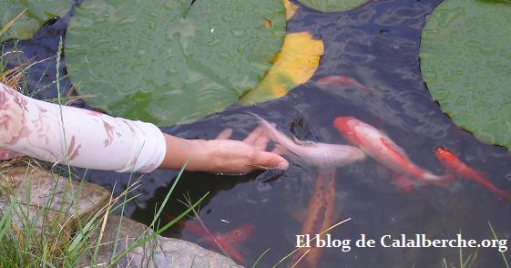 Carpas Koi comiendo de la mano de su dueña