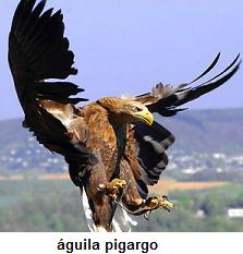 Ejemplar de Aguila pigargo